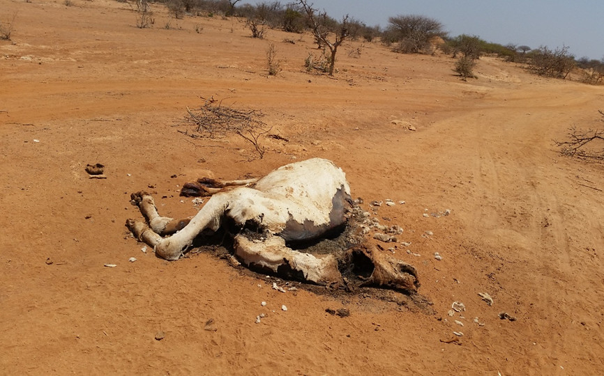 Vaca muerta en estado de putrefacción, bajo el implacable sol. Caldo de cultivo para enfermedades como el ántrax.