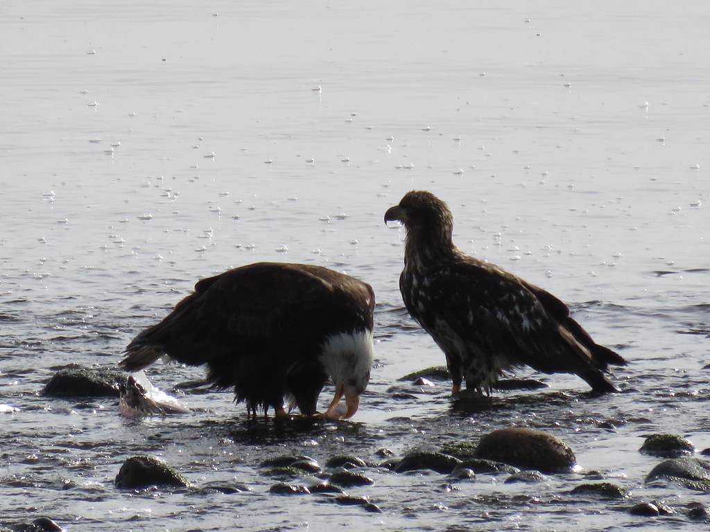 EAGLES at Point Holmes