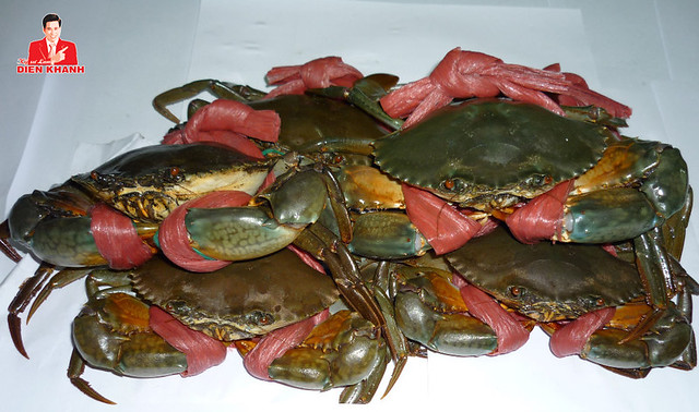 Live-Mud-Crabs