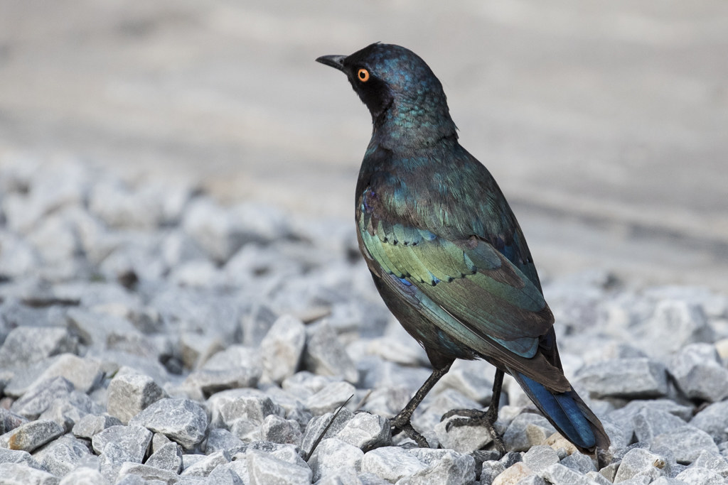 Cape Glossy Starling   Lamprotornis Nitens