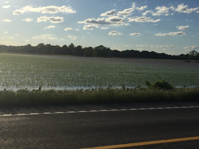 4-30-2017 Flooded Corn