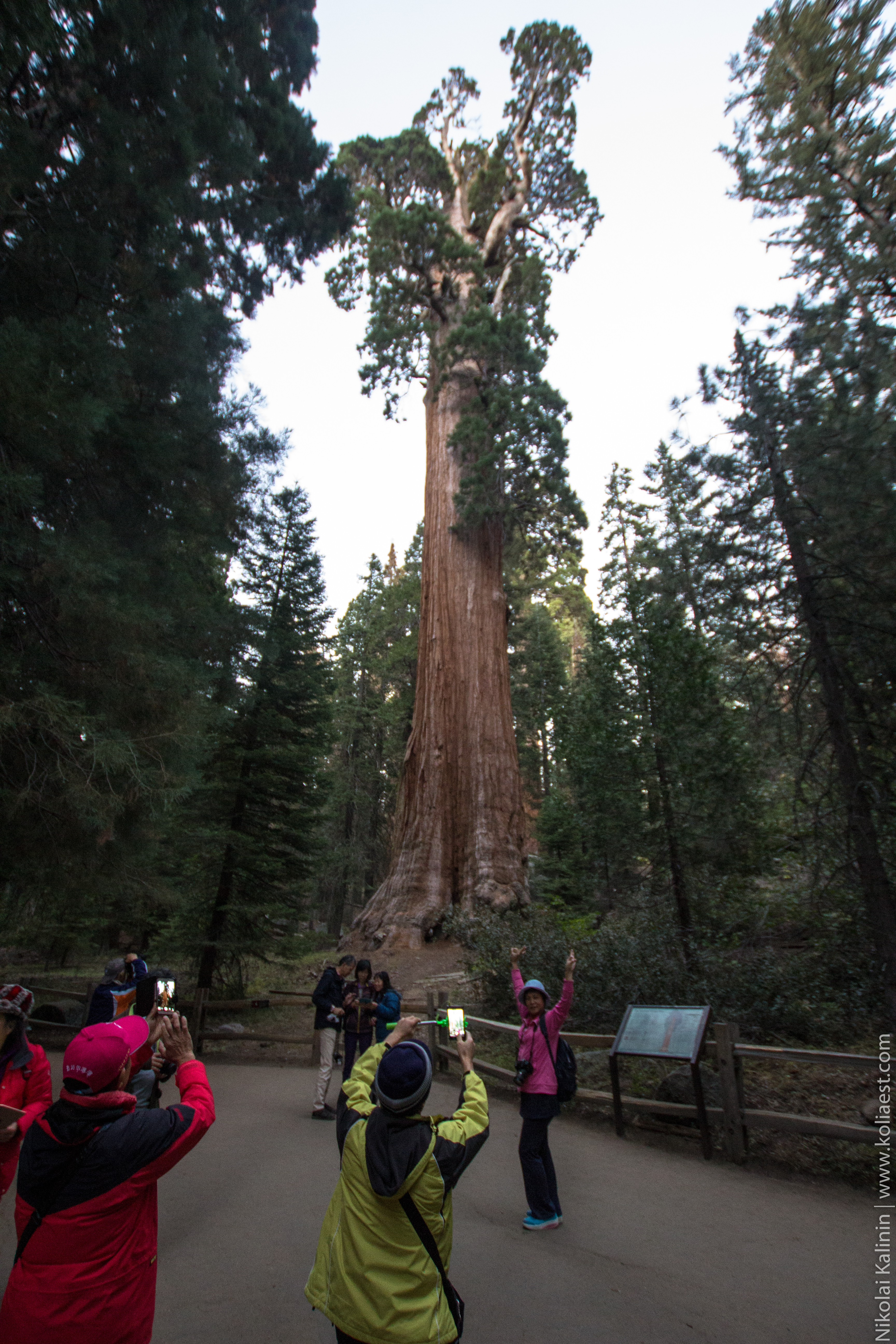 Sequoia-94