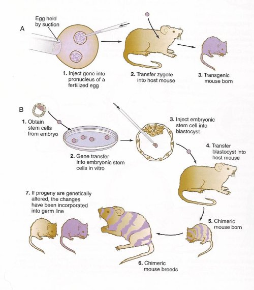 Transgenic Animals: A Short Review