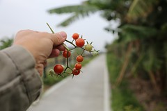 20170205-野地小番茄7-1