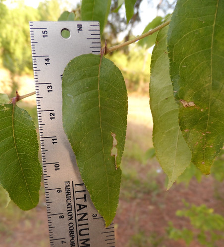 Toothache Tree