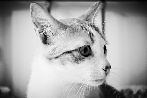 Víctor, gatito blanco y naranja muy dulce esterilizado, nacido en Agosto´16, en adopción. Valencia. ADOPTADO. 34252396402_3942f7912f