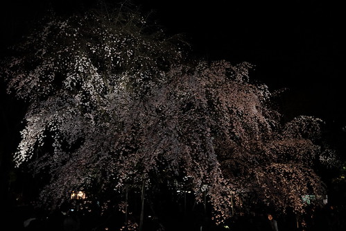 Rikugien weeping cherry blossoms 08