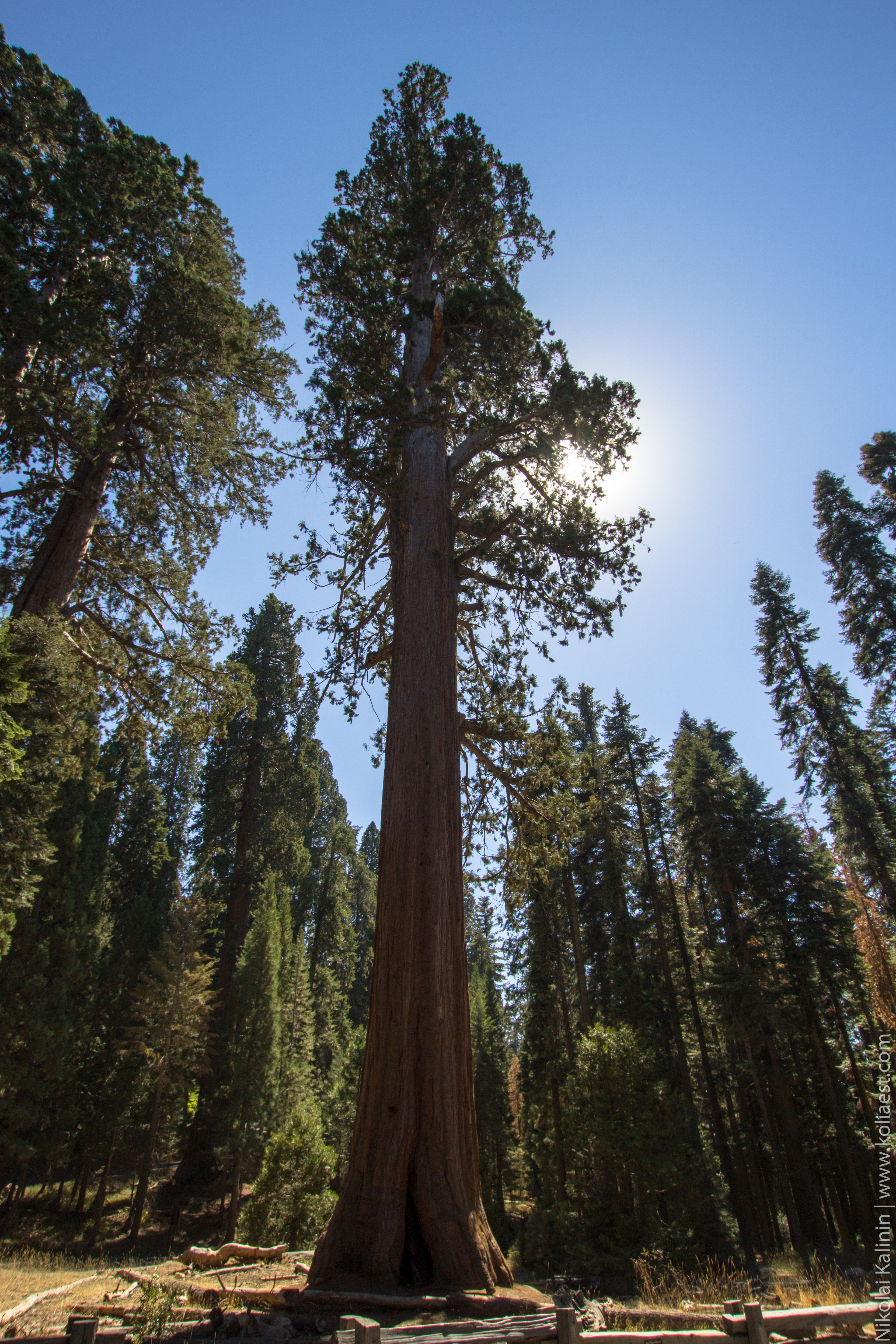 Sequoia-78