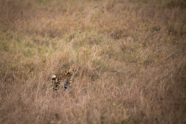 African Serval Cat - Serengeti