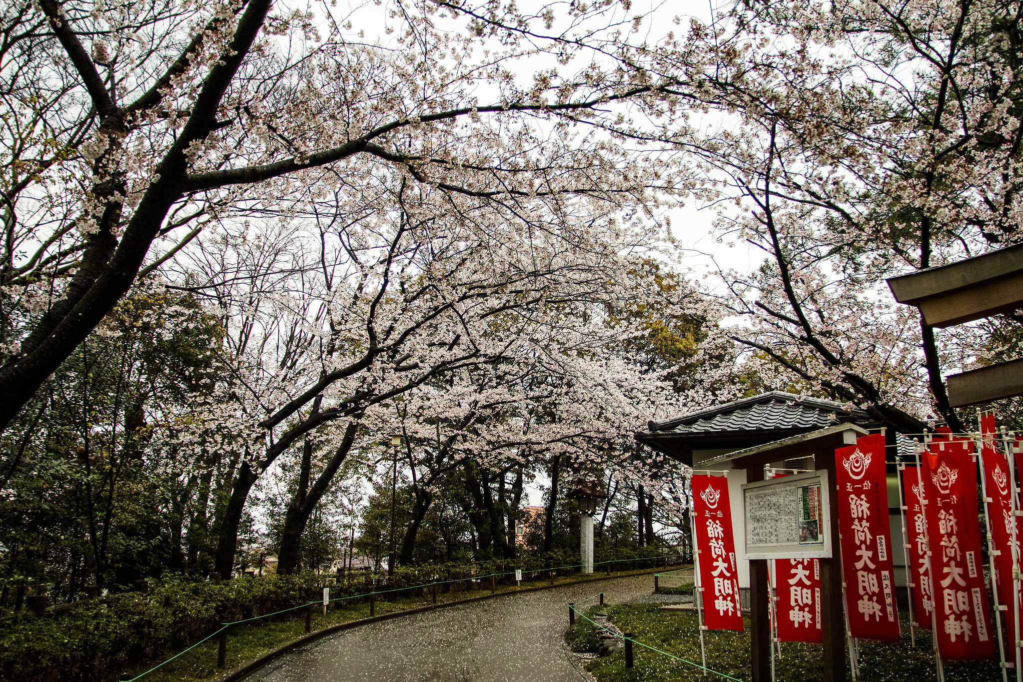 浅間神社桜