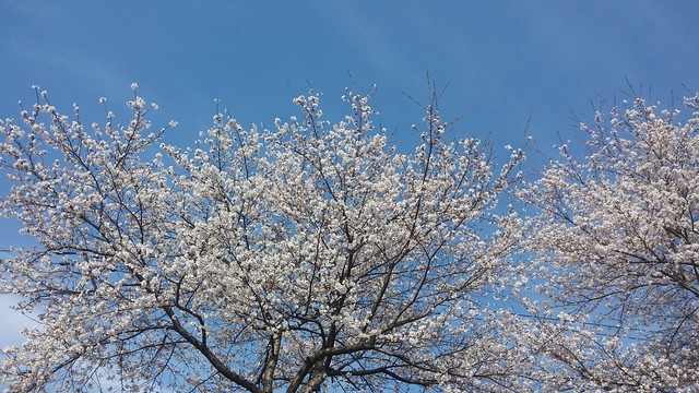 벚꽃 만발한 봄날 | 포도밭 풍경