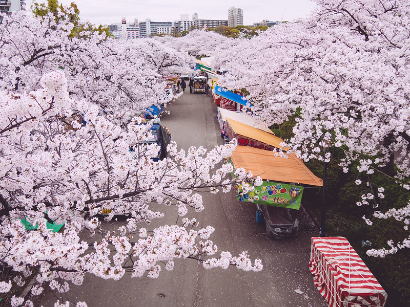 Kinh nghiệm du lịch Nhật Bản tự túc | Ngắm hoa anh đào Nhật Bản