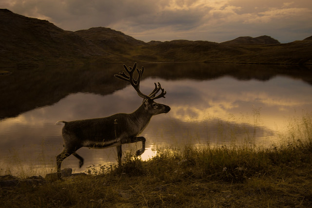 reindeer norway