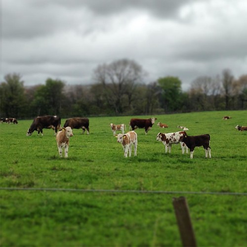 Coos! . #cows #cattle #calves #scotland #scottishfarming
