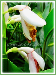 Half-opened blossoms of Alpinia zerumbet (Shell Ginger, Butterfly Ginger, Pink Porcelain Lily), 29 Dec 2009
