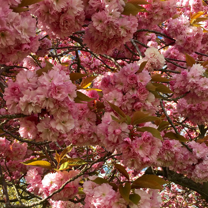 Greenwich Park cherry blossom avenue 2017