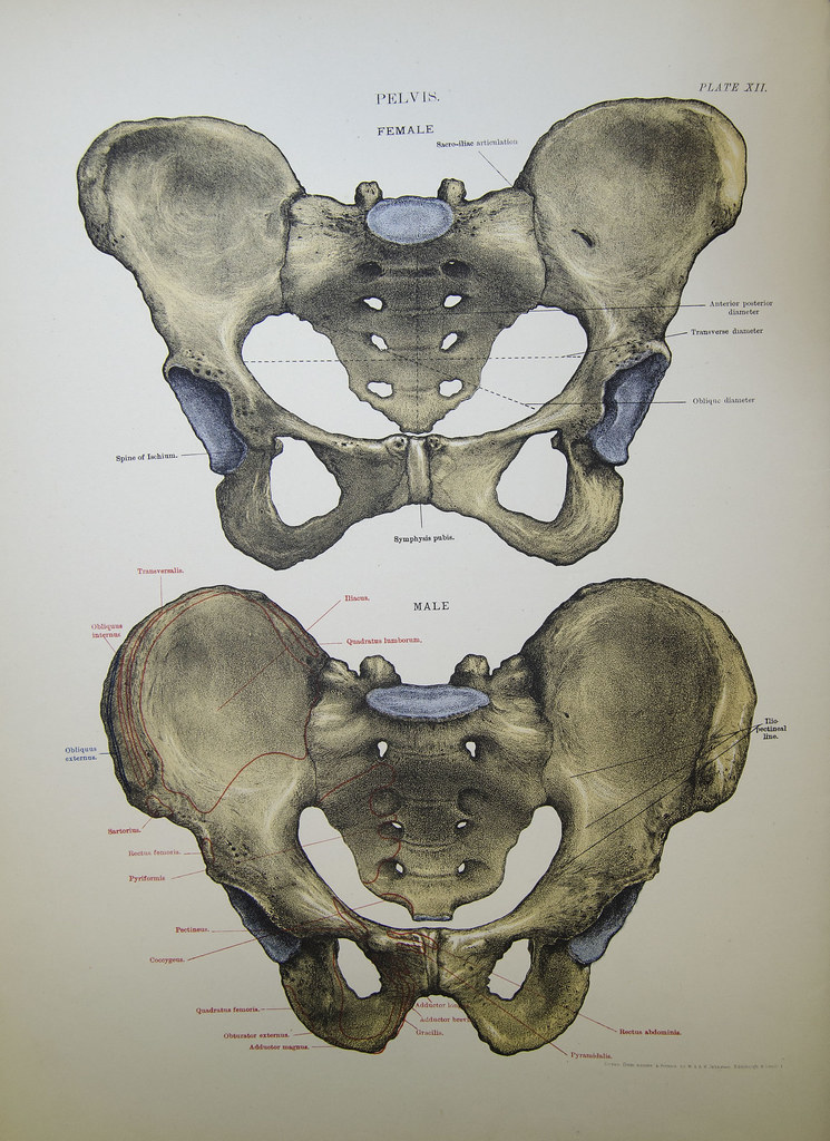 male and female pelvis | Colour lithograph of the male and f… | Flickr