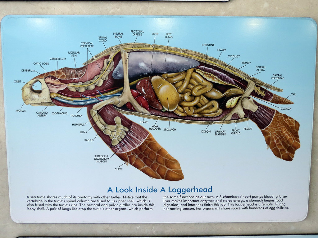 turtle anatomy | The Turtle Hospital, Marathon, FL www.turtl… | Flickr