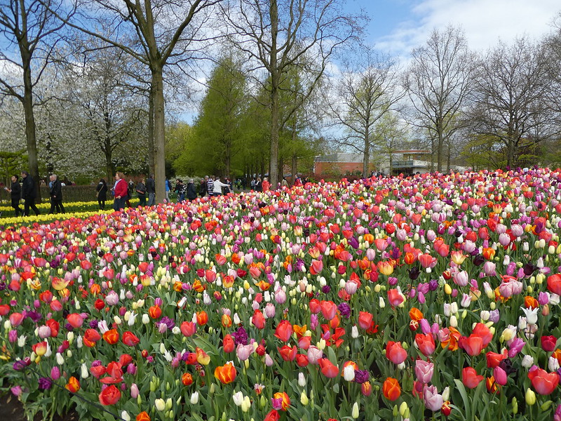 Keukenhof Gardens, The Netherlands 