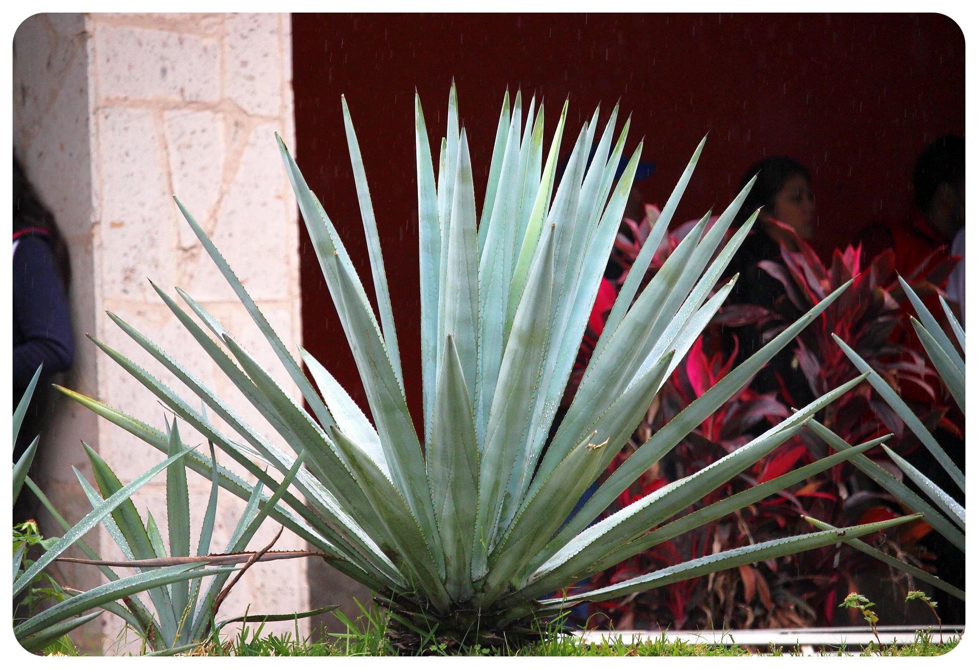 tequila agave plant