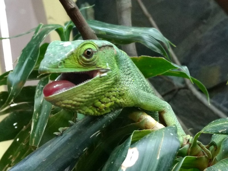 A chameleon at the reptile house