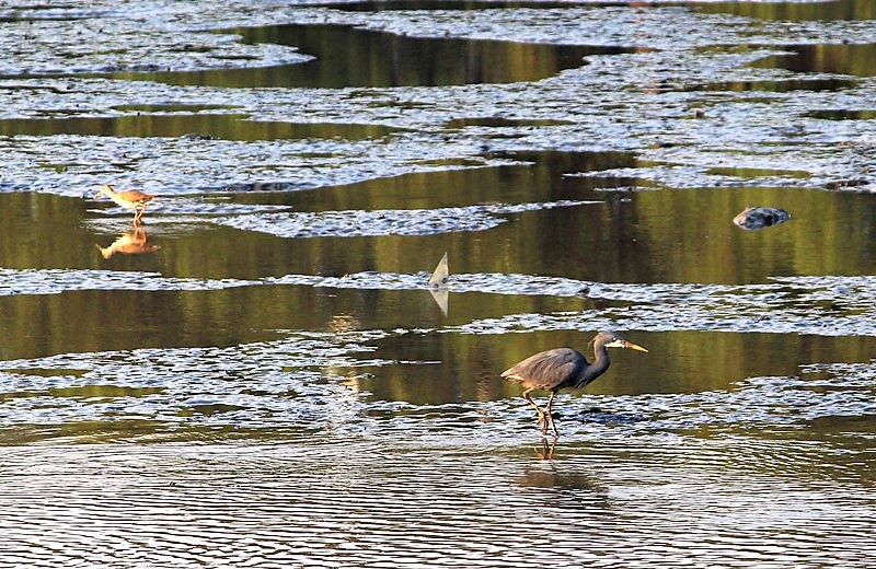 The mudflats is also a rich feeding ground for birds such as the Western reef egret and redshank that frequent the area despite the clanking of the ship metals and the loud honking heard during their repair.