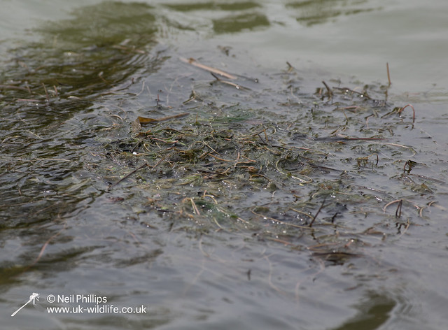 Little grebes trying to save nest and crow raids it-28