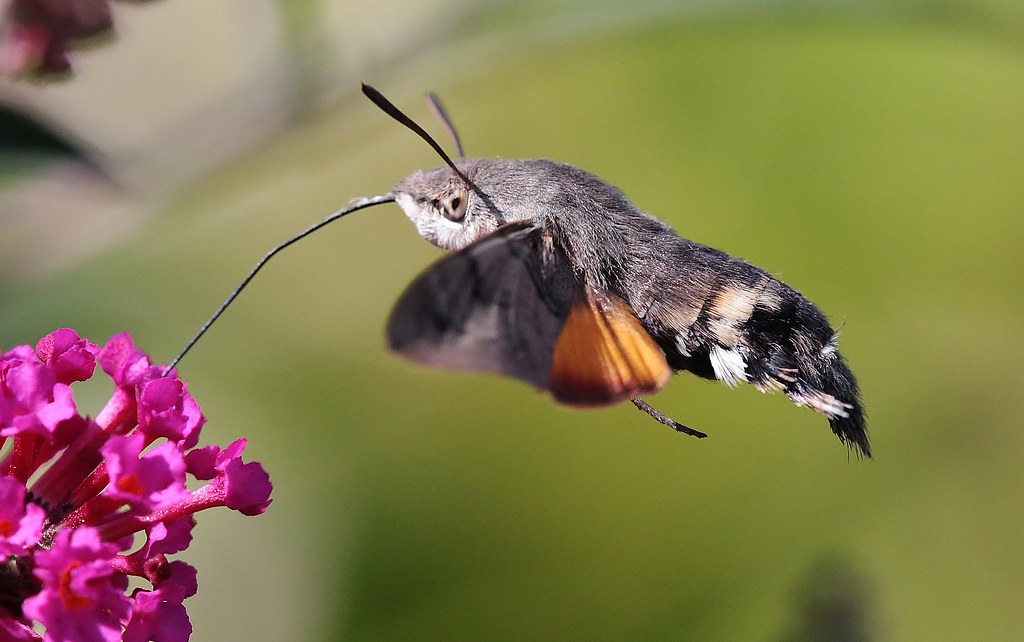Hummingbird Hawk-moth | Kamera Canon EOS 5D Mark III Belicht… | Flickr