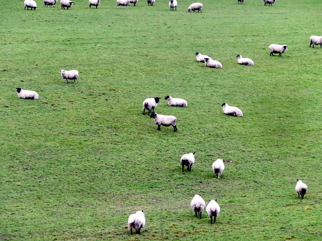 Scattered Sheep