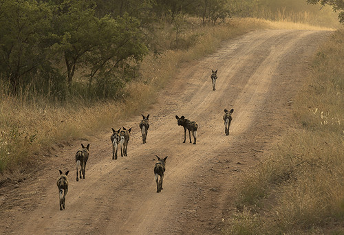 Kruger-Addiction: Cuarta visita por libre al Parque Nacional Kruger (Sudáfrica) - Blogs de Sudáfrica - Etapa 2:PREPARATIVOS detallados para visitar Parque Nacional Kruger (Sudáfrica) (11)