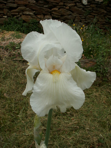 Iris 'New Snow' (10 Cugan) [identification] 33881139870_d77af26fc5