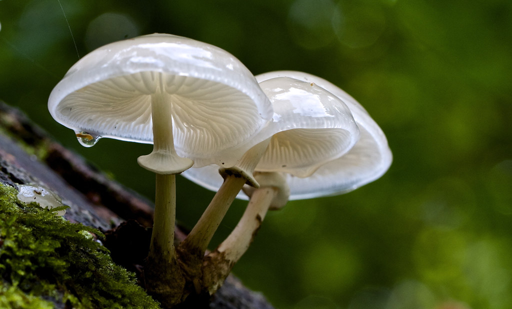 Image result for Porcelain Fungus (Oudemansiella mucida) pic