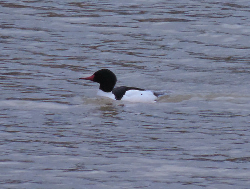 Common Merganser