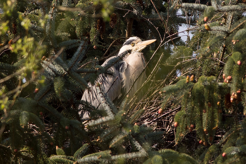 Grey Heron waiting for the arrival of its mate.