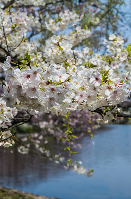 Almost cherry blossoms and Shinobazu pond.