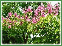 Multi-trunked Lagerstroemia speciosa (Giant crape-myrtle, Queen's crape-myrtle, Queen's Flower, Pride-of-India) with showy bright pink blossoms, 11 April 2011