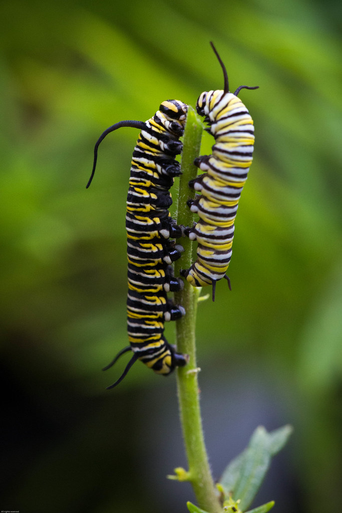 Yellow and Black Striped Monarch Caterpillars | We took a ga… | Flickr