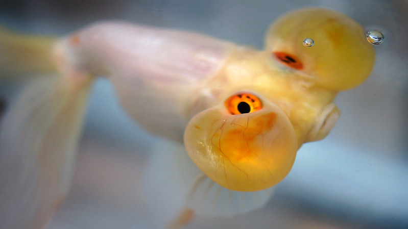 Водяные глазки, золотая рыбка, фото фотография