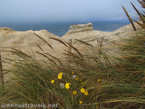 Rock formations and wildflowers at the northern end of the fence along the side of the headland at Cape Kiwanda, Oregon