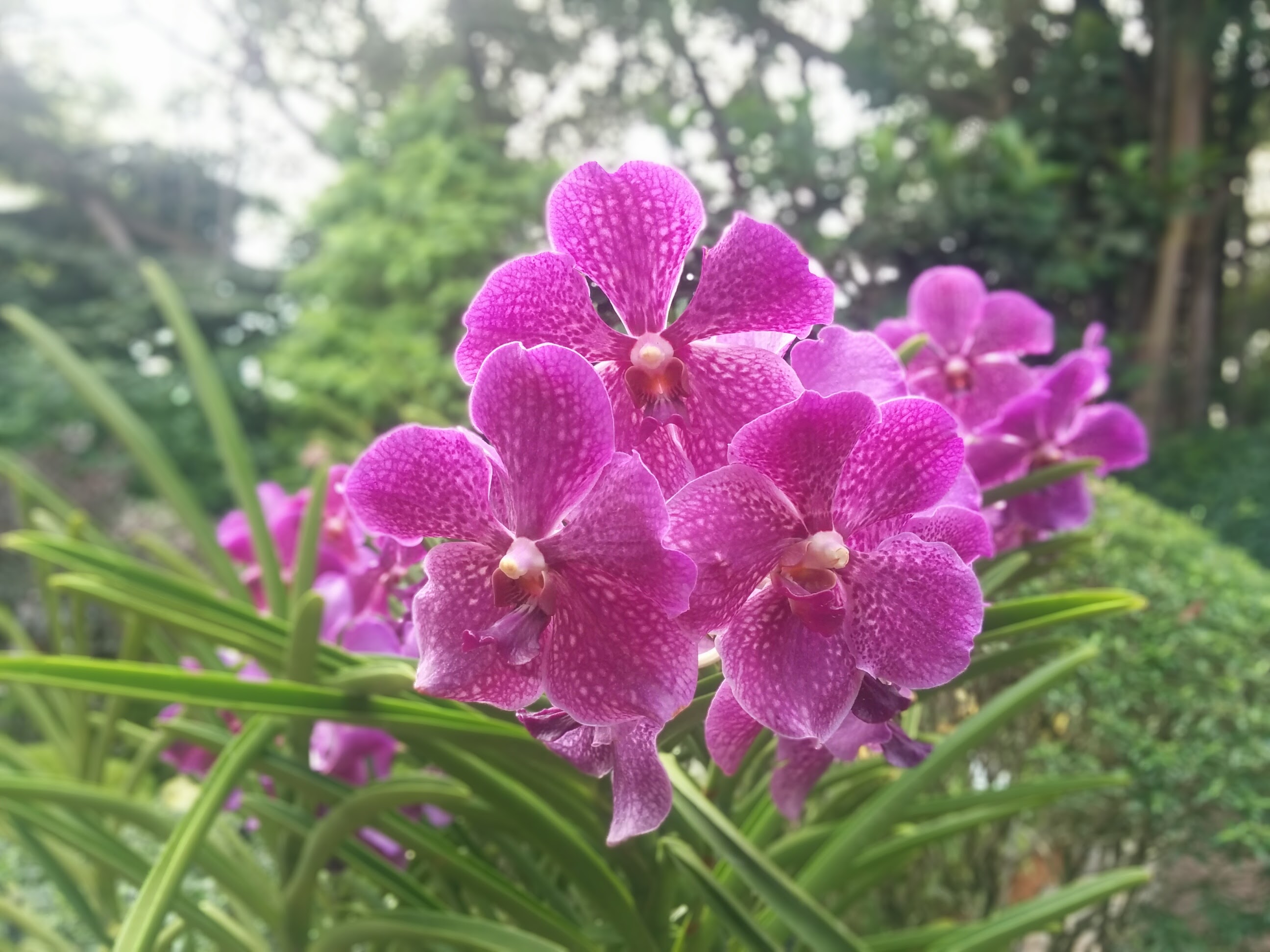 plants singapore