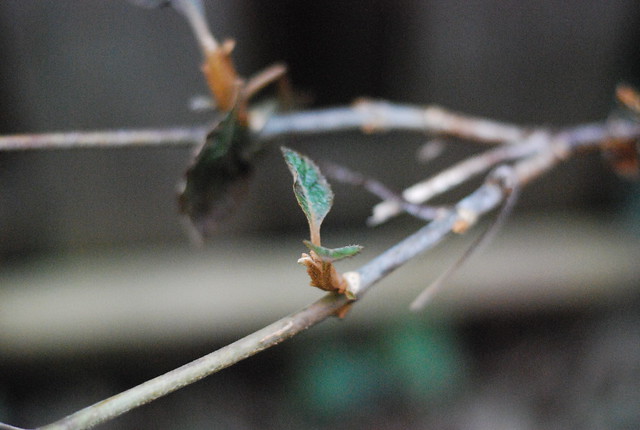 Oak leaf hydrangea early buds