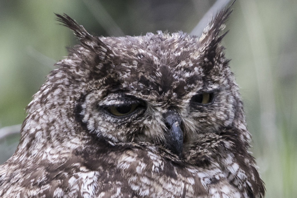 Spotted Eagle-Owl  Bubo Africanus