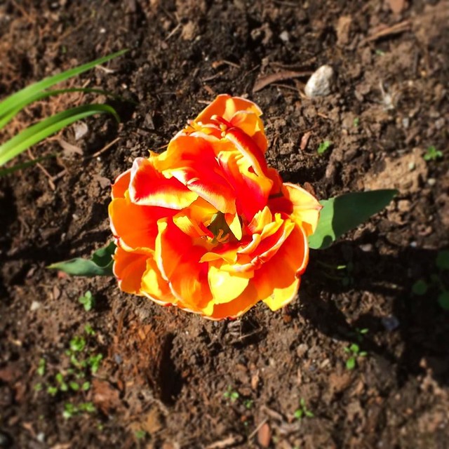 Gorgeous tulip.