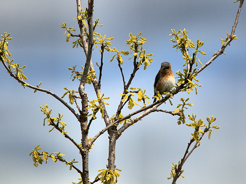 Eastern Bluebird female 04-20170502