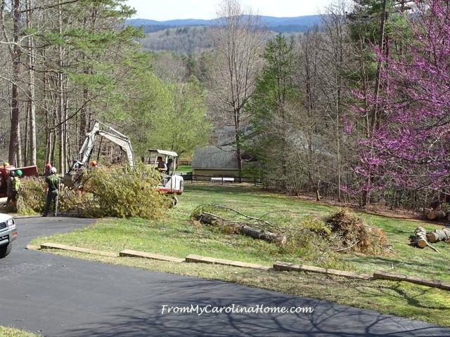 Removing the Pine Tree at From My Carolina Home