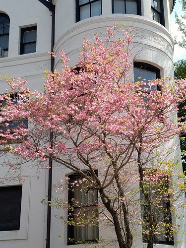 Dogwood at the Moroccan Embassy