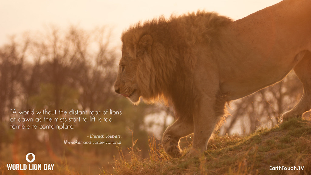 World Lion Day Quote from Dereck Joubert  What would the 