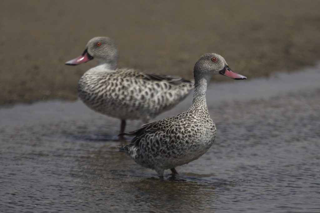Cape Teal  Anas Capensis