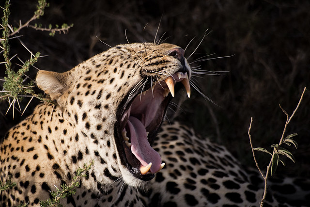 Leopards of the Serengeti