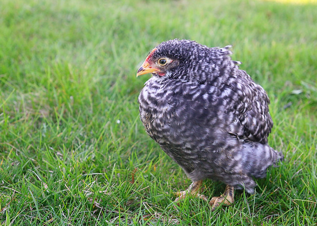 Barred Rock Chick Chicken Pullet